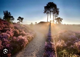 Modern Cabin-style Bungalow