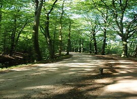 Bright & Airy Forest Cabin