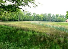 Bright & Airy Forest Cabin