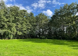 Bright & Airy Forest Cabin