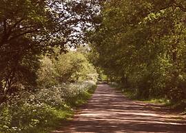 Bright & Airy Forest Cabin
