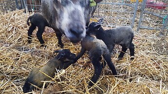 Idyllic Rural Home With Bikes