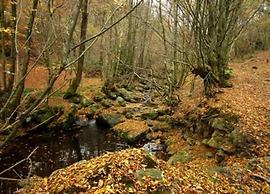 Ardennes Escape by Francorchamps