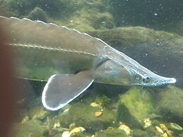 Quaint Chalet in Petithan With Roofed Pool