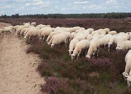 Group Villa in Netherlands With Privacy