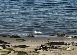 Villa Oesterdam Comfort Extra 8 Persons