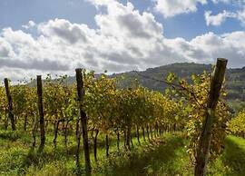 Getaway Amidst Vineyards