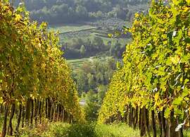 Getaway Amidst Vineyards