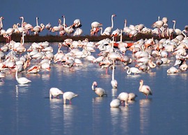 Belvilla by OYO Case Mobili Mimosa