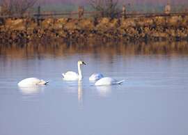 Belvilla by OYO Case Mobili Mimosa