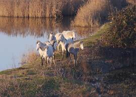 Belvilla by OYO Case Mobili Mimosa