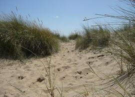 Lodge in Appledore Near Camber Sands Beach
