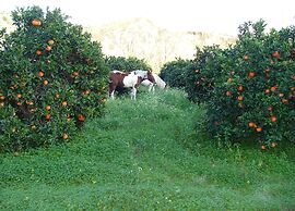 Holiday Home in Stilo With Garden