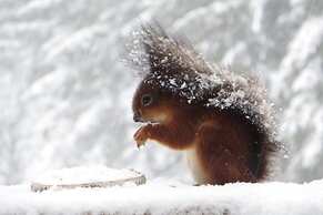 Chalet With Terrace in Sourbrodt