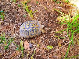 Belvilla by OYO Casa del Carrubo