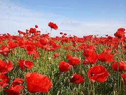 Schoene Ferienwohnung in Stellshagen mit Garten
