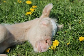 Ferienhaus in Brusow mit Ueberdachter Terrasse