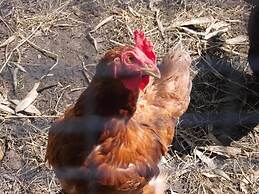 Wohnung in Pepelow, Salzhaff, in Strandnaehe