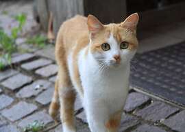 Marsberg Nature Nest