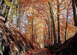 Luxury Apartment With Sauna Over a Lake