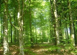 Holiday Home in Stavelot With Sauna