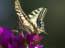 Charming Holiday Home in Kritinia With Garden