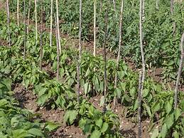 Countryside Getaway near River & Sea