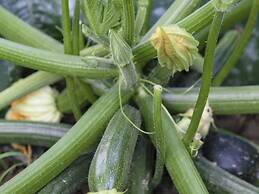 Countryside Getaway near River & Sea