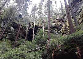 Forest Escape With Garden