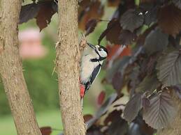 Delightful Apartment in Bastorf With Terrace