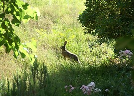 Home With Garden Beside the Ourthe and the Ravel
