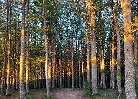 Holiday Home in Ortignano With Swimming Pool