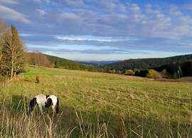 Peaceful Forest Getaway