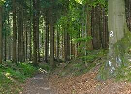 Peaceful Forest Getaway