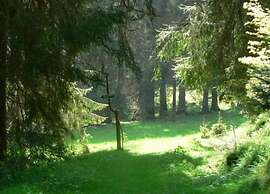 Peaceful Forest Getaway