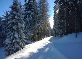 Peaceful Forest Getaway