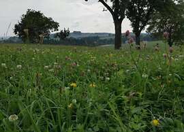 Peaceful Forest Getaway