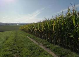 Peaceful Forest Getaway