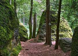 Peaceful Forest Getaway