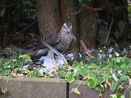 Traditional Apartment near Sea in Kühlungsborn