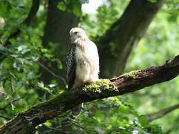 Traditional Apartment near Sea in Kühlungsborn