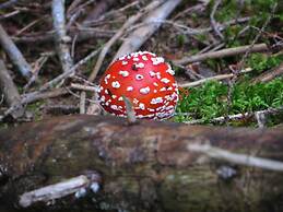 Traditional Apartment near Sea in Kühlungsborn