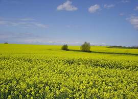 Cozy Holiday Home in Kägsdorf near Sea