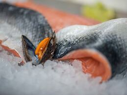 Villa, two Bathrooms and a Washing Machine, Near Ostend