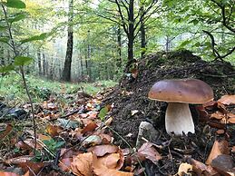 Modern Holiday Home Near Forest