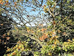 Luxurious Cottage in Durbuy With Swimming Pool