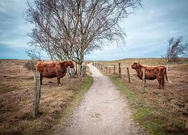 Ferienwohnung mit Garten in Robertsdorf