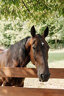 Sojourner's Lodge & Log Cabin Suites
