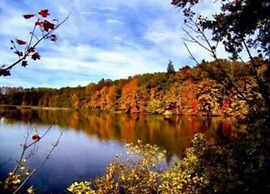 Holiday Home in Forest With Private Pool