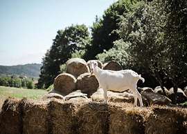 Holiday Home in Forest With Private Pool